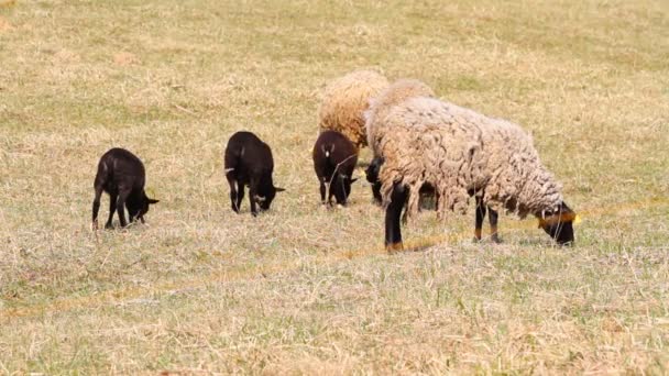 Овцы на лугу — стоковое видео