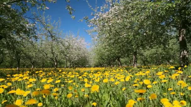 Manzana flor del jardín — Vídeos de Stock