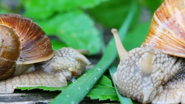 蜗牛吃草 — 图库视频影像