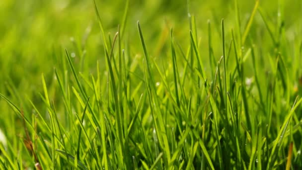 Herbe verte