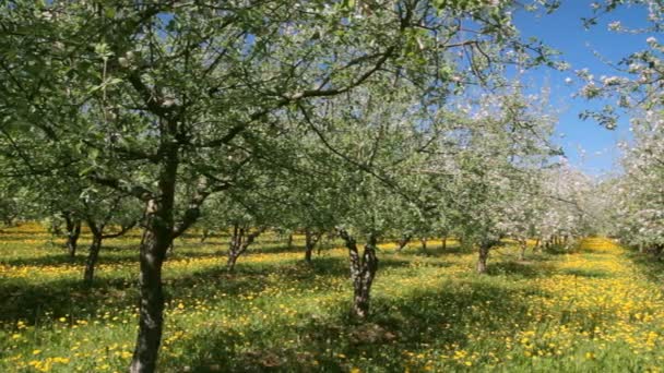 Flor de jardim de maçã — Vídeo de Stock