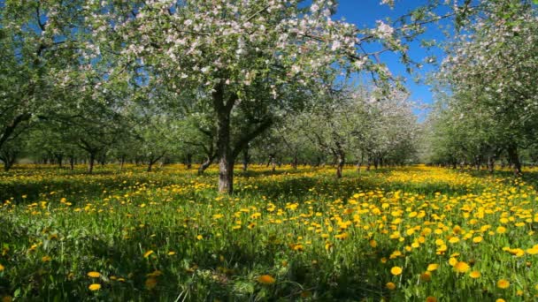 Fleur de jardin de pomme — Video