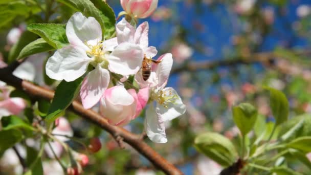 Appelboom bloesem — Stockvideo