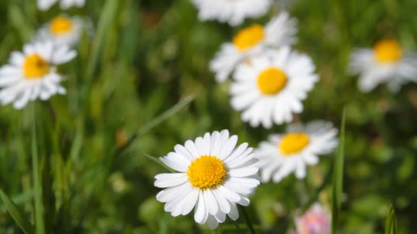 Spring daisies — Stock Video