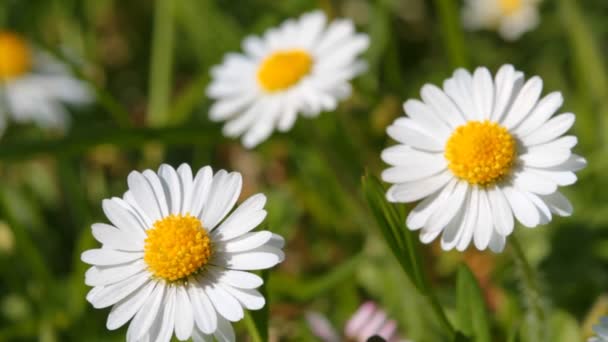 Marguerites de printemps 