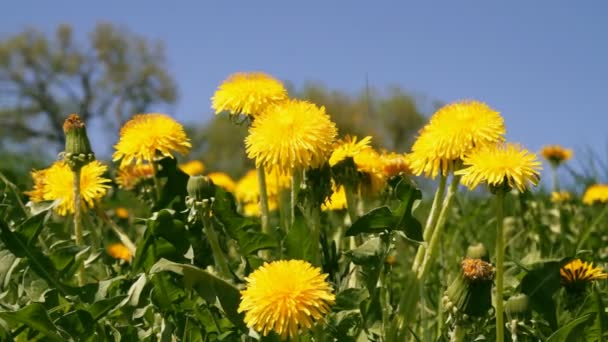 Paardebloemen in weide — Stockvideo