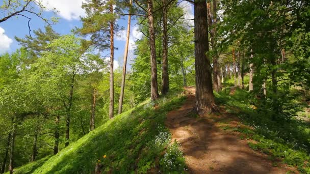 Sentiero nel bosco — Video Stock