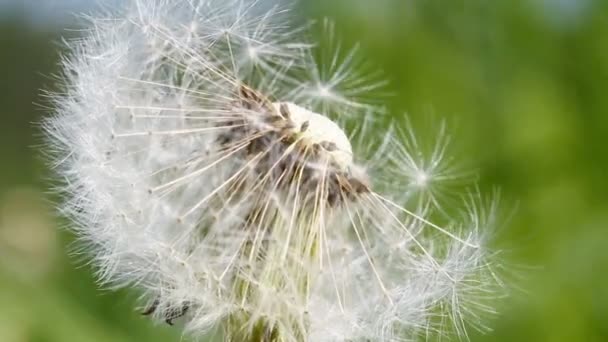 Blowball, paardebloem, macro — Stockvideo