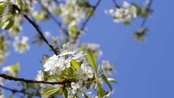 Apfelbaumblüte — Stockvideo
