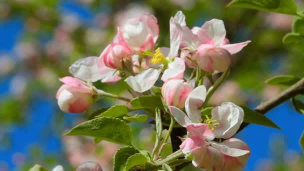 Apple tree blossom — Stock Video