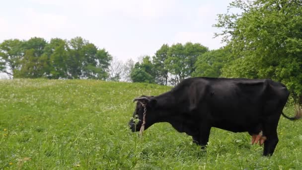 Kráva na louce — Stock video
