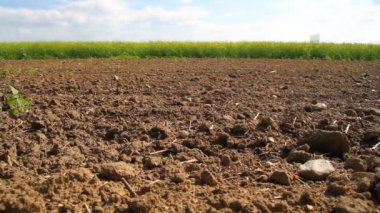 sürülmüş alanı, Bahar tecavüz alan