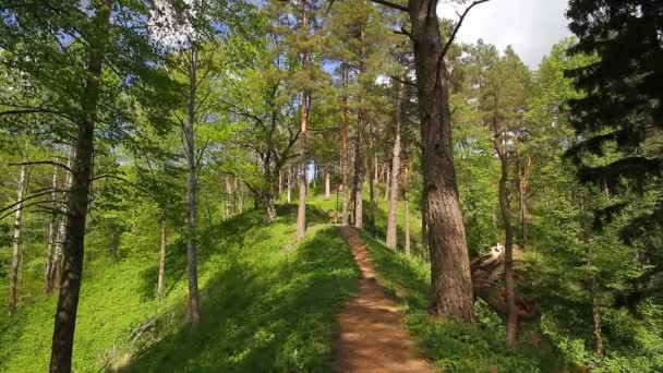 Camino en el bosque — Vídeos de Stock