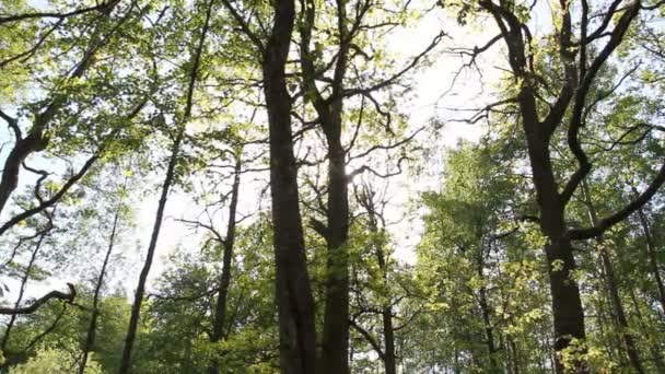 Orman ve güneş — Stok video
