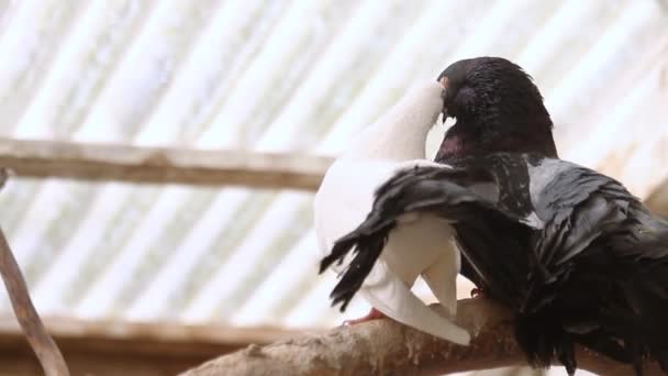 爱和鸽子 — 图库视频影像