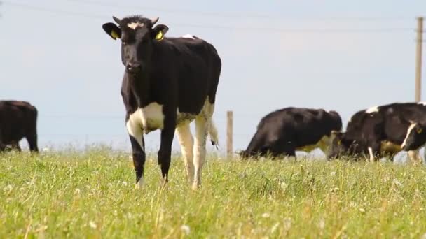Cow on meadow — Stock Video