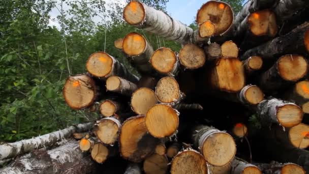 Gezaagd hout — Stockvideo