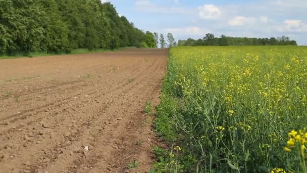 Campo arado, primavera campo de violación — Vídeos de Stock