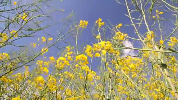 Verkrachting zwaaiend in de wind — Stockvideo