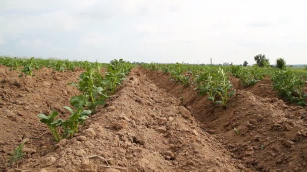 Campo di patate — Video Stock