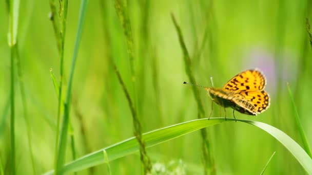 papillon sur l'herbe