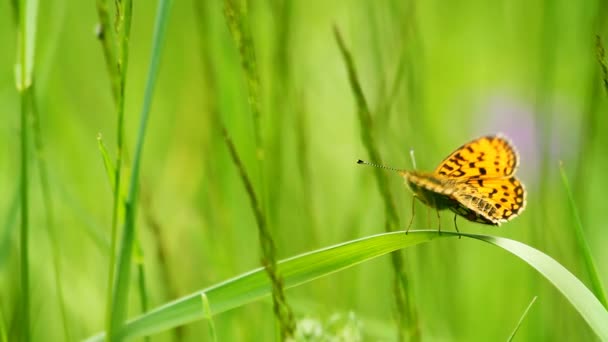 Schmetterling auf dem Gras — Stockvideo