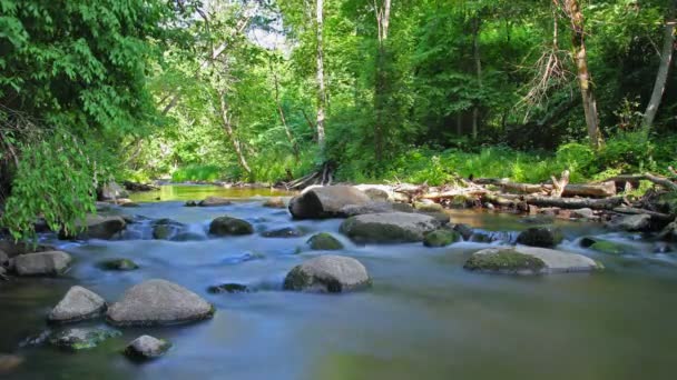 Forest river, bewegingsonscherpte, timelapse — Stockvideo