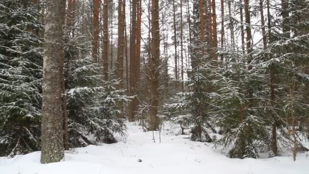 Bosque de invierno, grúa — Vídeo de stock