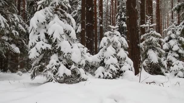 冬の森、クレーン — ストック動画