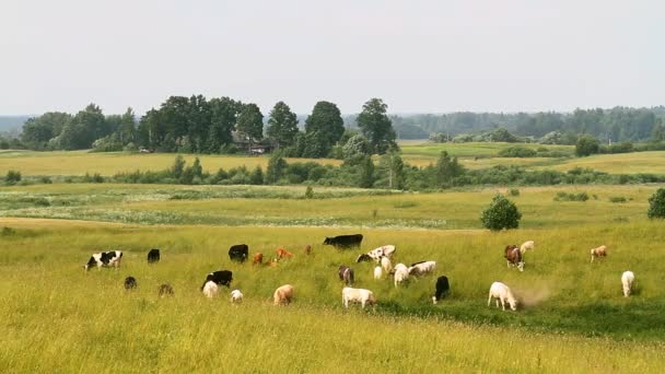 Cows on meadow — Stock Video