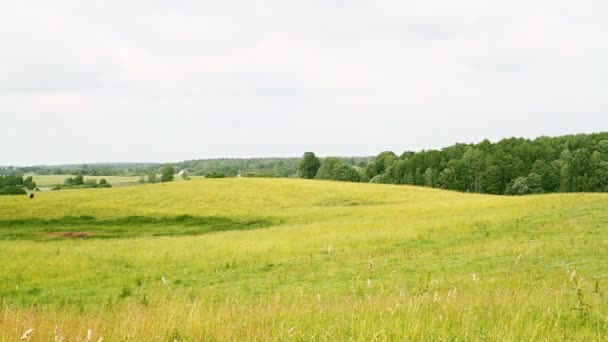 Rurale landschap, panorama — Stockvideo