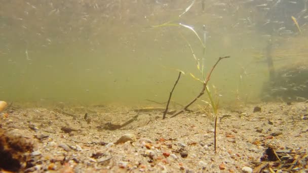 Estanque con freír, Bajo el agua — Vídeos de Stock