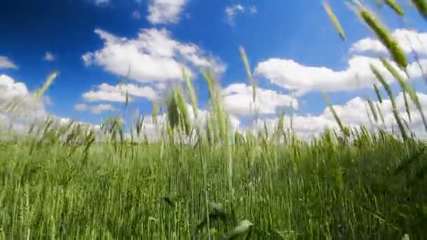 Wheat field — Stock Video