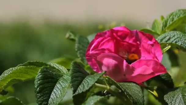 Flor de rosa silvestre, abeja — Vídeo de stock