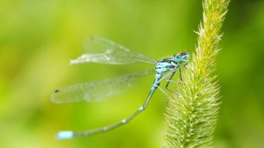 yusufçuk çimenlerin üzerinde yakın çekim