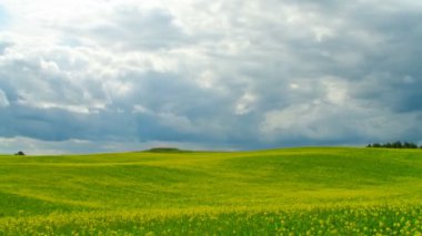 kolza tohumu, timelapse bir alan üzerinde dramatik gökyüzü