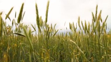 buğday alan, kaymak