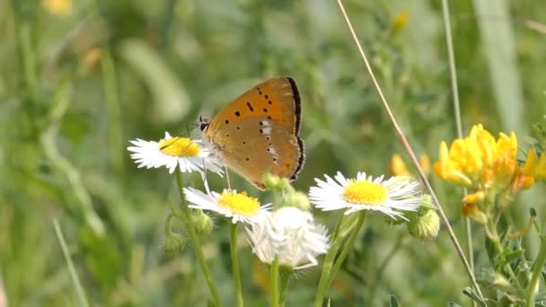 Mariposa en daisie — Vídeos de Stock