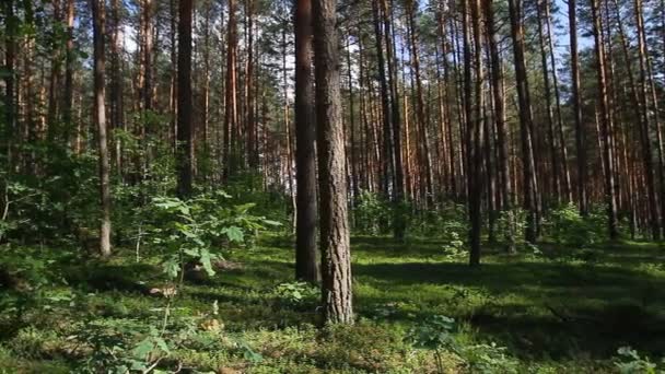 Bosque de verano pan — Vídeo de stock