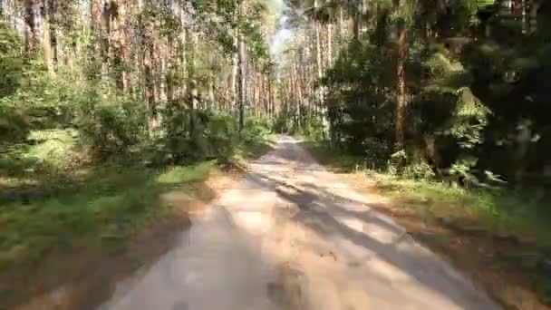 Camino forestal — Vídeo de stock