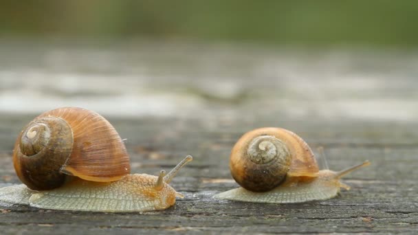 Caracol — Vídeos de Stock