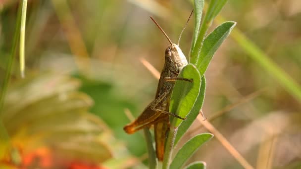 Grasshopper op grassprietje — Stockvideo