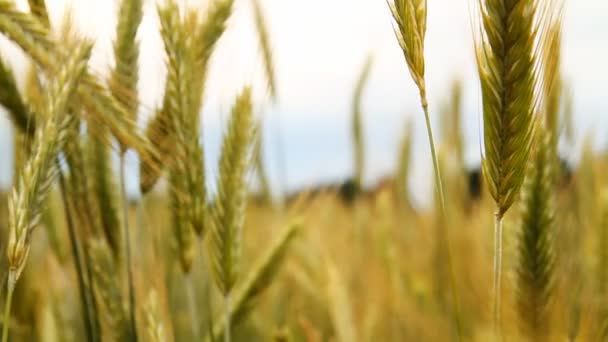 Campo di grano, cursore — Video Stock