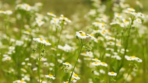 Summer daisies — Stock Video