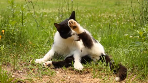 Kočičí pracku myje — Stock video