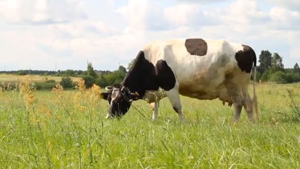 Корова на лугу — стоковое видео