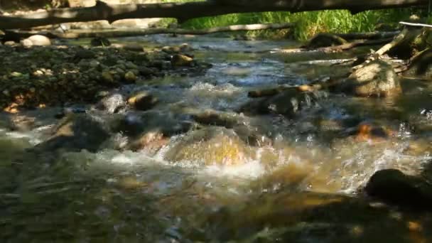 Fluxo Florestal — Vídeo de Stock