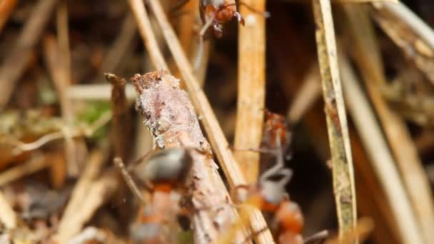 Ants in an anthill — Stock Video