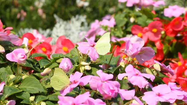 Mariposas sobre flores — Vídeo de stock