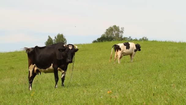 Çayır üzerinde inek — Stok video